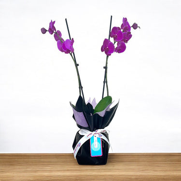 2 Stem Purple Orchid